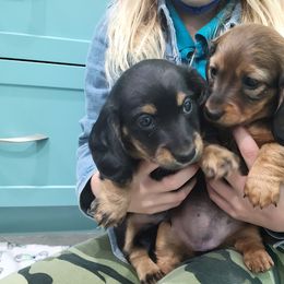 Dachshund Puppies from Royce's Dashshunds