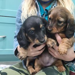 Dachshund Puppies from Royce's Dashshunds