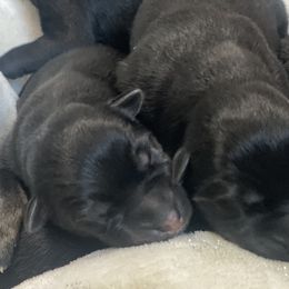 German Shepherd Puppies from Markenhaus Working German Shepards