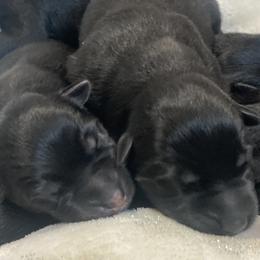 German Shepherd Puppies from Markenhaus Working German Shepards