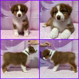 Red tri female (purple collar) - Red tri-color female Australian Shepherd puppy in Castle Rock, Washington from Zoolo Kennels “HOF”