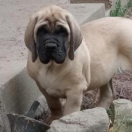 Mastiff Puppies from Sylvan Mastiffs