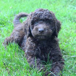 Apollo - Chocolate male Labradoodle puppy in Grants Pass, Oregon from Oregon Valley Doodles