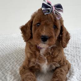 Assorted Doodle Crosses, Goldendoodle, Labradoodle, and Poodle Puppies from Ruff Country Doodles