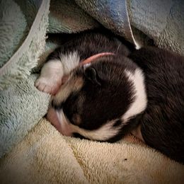 Pembroke Welsh Corgi Puppies from BLACK HILLS CORGIS