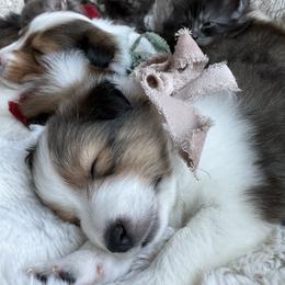 Shetland Sheepdog Puppies from Chas Petersen