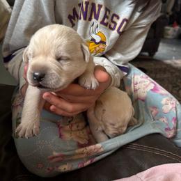 Bog - Yellow male Labrador Retriever puppy in Isanti, Minnesota from Four Corners Family Labs