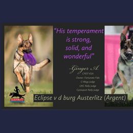 German Shepherd Puppies from Austerlitz German Shepherds