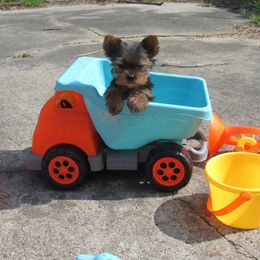 Yorkshire Terrier Puppies from Holy Terriers Yorkies