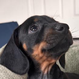 Reed - Black and tan male Dachshund puppy in Wallingford, Kentucky from Hensley Homestead Dachshunds