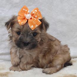 Pookie SMALL - Gold female Morkie puppy in Monticello, Iowa from Ashley’s Puppies