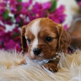 Ruby - Ruby female Cavalier King Charles Spaniel puppy in Marshfield, Missouri from Puppyloversplace