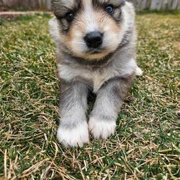 Calvin - Red and white Pomsky puppy in Oak Forest, Illinois from Illinois Poms