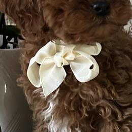Logan - Red  male Goldendoodle puppy in Mint Hill, North Carolina from DoodleForever