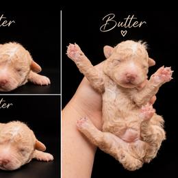 Butter - Apricot male Poodle puppy in Live Oak, Florida from Grams Poodle Babies