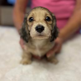 Lenny - Cream male Dachshund puppy in Coulterville, California from Critter Ridge mini long hair Dachshunds