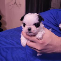 Trixy - Black and white female Shih Tzu puppy in Willard, Utah from Shih-tzu Queen