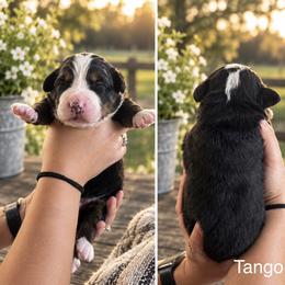 Tango - Black rust and white male Bernese Mountain Dog puppy in Spraggs, Pennsylvania from Hickory Hills Farm