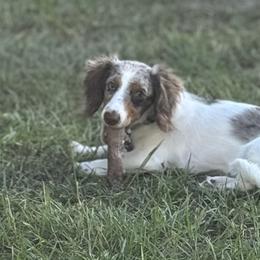 Sabrina - Dachshund