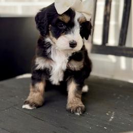 Diamond- white collar - Tri-color female Bernedoodle puppy in Salt Lake County, Utah from Coco Avenue Pups