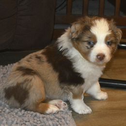 Beam-pending - Miniature American Shepherd puppy from 74 Ranch Minis