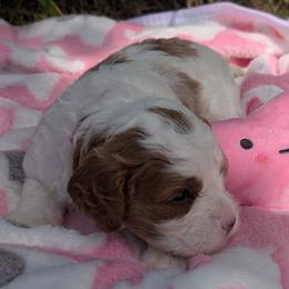 Bernadette - Blenheim female Cavapoo puppy in Newport, North Carolina from Crystal Coast Cavapoodles