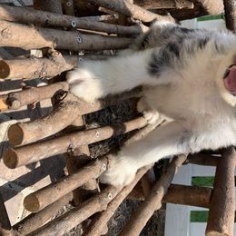 Bordoodle Puppies from Borders of Eby Eden