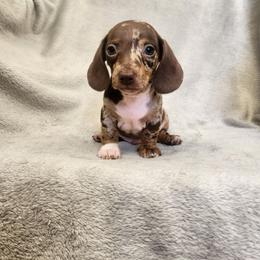 Little - Dapple male Dachshund puppy in Trenton, Florida from Kings Dachshunds