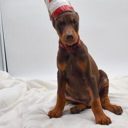 Red Collar - Red and rust male Doberman Pinscher puppy in Lafayette, Louisiana from Indah Lux Dobermans