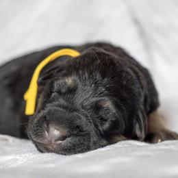 German Shepherd Puppies from Vom Haus Rabenstein