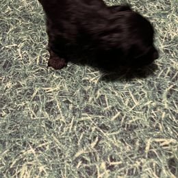 Dachshund Puppies from Crystals Little Doxies