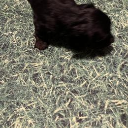 Dachshund Puppies from Crystals Little Doxies