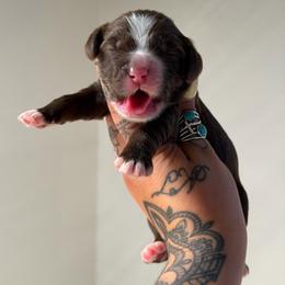 Boy 3 - Chocolate male Australian Labradoodle puppy in Valley Springs, California from Blue Denim Doodles