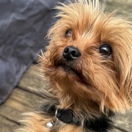 Yorkshire Terriers from Gilmore Yorkies