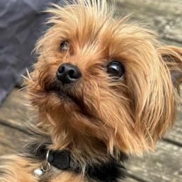 Yorkshire Terriers from Gilmore Yorkies