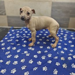 Nico - Fawn male Italian Greyhound puppy in Duncanville, Texas from Oremor's