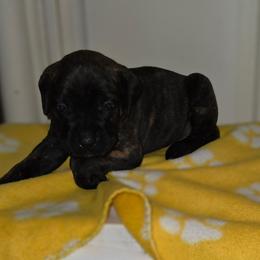 Baby girl - Black brindle female Cane Corso puppy in Bristol, Connecticut from Family Corso Kennels