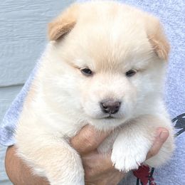 Shiba Inu puppies from Kiamichi Shiba Inu