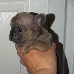 Boy 1 - Blue male French Bulldog puppy in Pennsylvania from R & C French Bulldogs