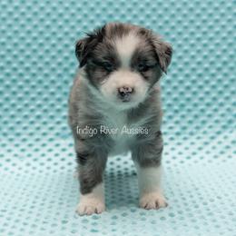 Australian Shepherd, Miniature Australian Shepherd, and Toy Australian Shepherd Puppies from Indigo River Toy & Mini Aussies
