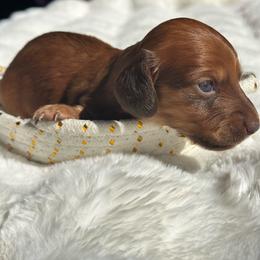 Blossom - Red female Dachshund puppy in Lakeland, Florida from Elite Doxies Florida