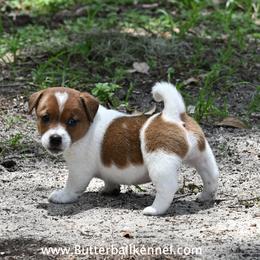 Stella - White and tan female Russell Terrier puppy in Citra, Florida from Butterball Kennel