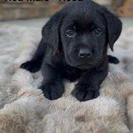 Boy 3 - Black male Labrador Retriever puppy in Chapel Hill, Tennessee from Pure Heaven Labs