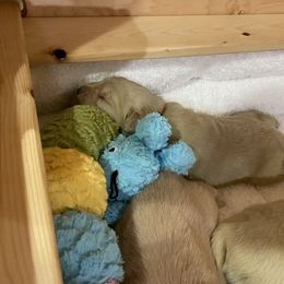 Golden Retriever Puppies from Assurance Kennel