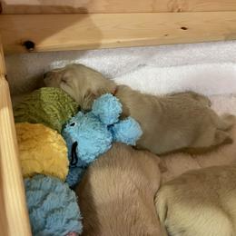 Golden Retriever Puppies from Assurance Kennel