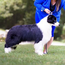 Hondo - Border Collie