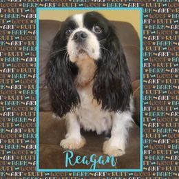 Moomi - Cavalier King Charles Spaniel