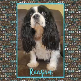 Moomi - Cavalier King Charles Spaniel