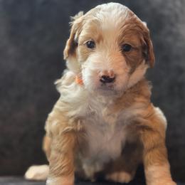 George - male Australian Mountain Doodle puppy in Broken Arrow, Oklahoma from Tulsa Australian Moutain Doodles