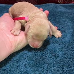 Chrissy - Cream female Goldendoodle puppy in Georgetown, Tennessee from Georgetown designer and purebred puppies